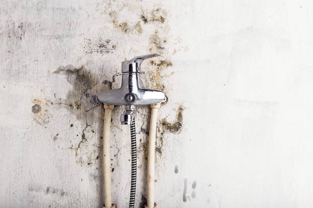 Certified Mold Removal in Potomac Mills, VA