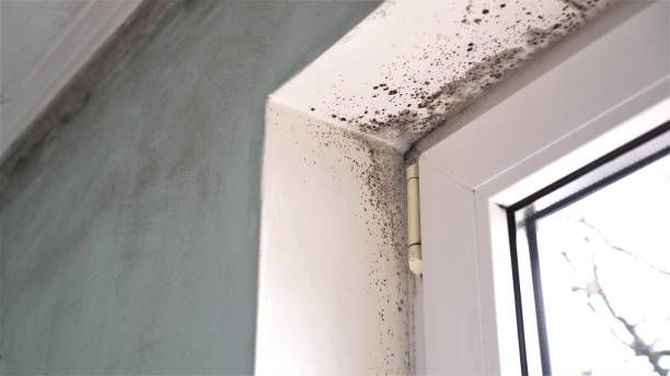 Best Toxic Mold Removal  in Potomac Mills, VA