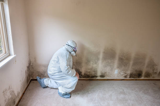 Best Mold Cleaning Services  in Potomac Mills, VA