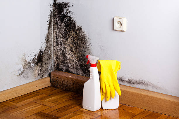 Best Attic Mold Removal  in Potomac Mills, VA